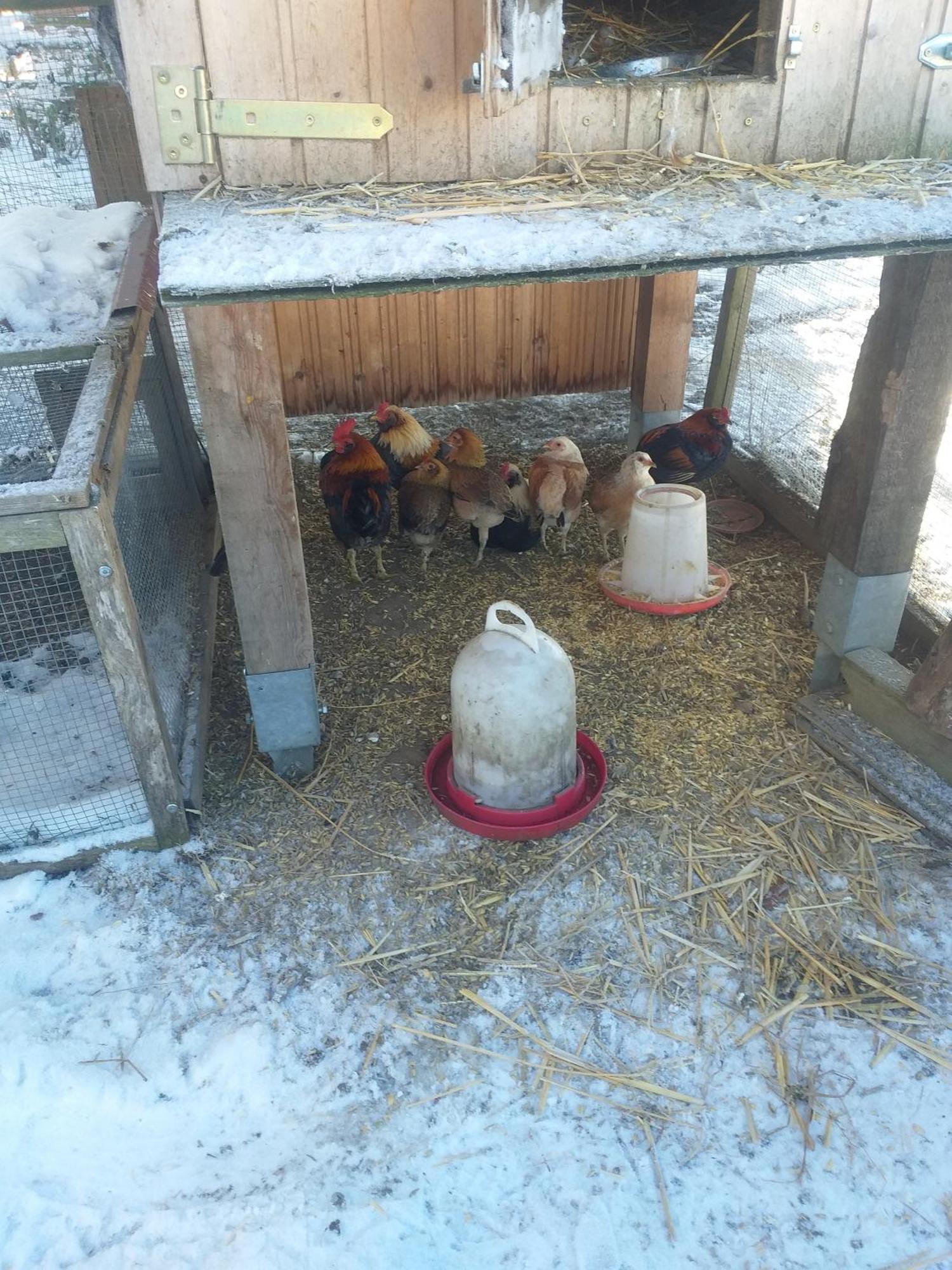 Ferienwohnung Sonnenschein Mit Kleinem Bauernhof Thale Exterior foto